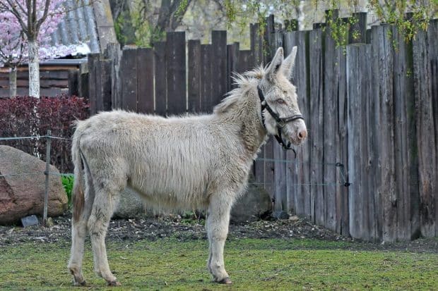 Barockesel Sissi. Foto: Christian Maurer