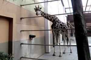 Giraffen im Leipziger Zoo. Foto: Marko Hofmann