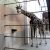 Giraffen im Leipziger Zoo. Foto: Marko Hofmann