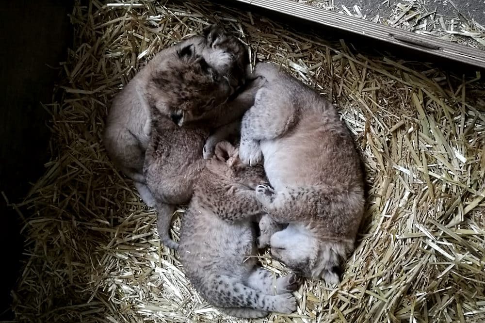 Jungtiere in der Wurfbox © Zoo Leipzig
