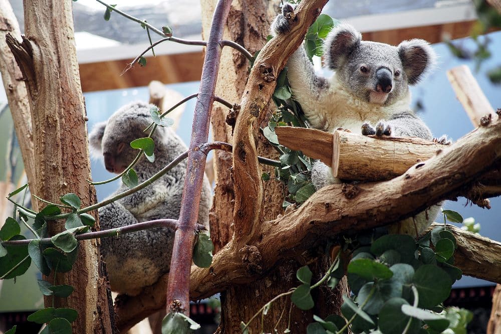 Koalajungtier Bouddi mit Mutter Mandie (l) © Zoo Leipzig