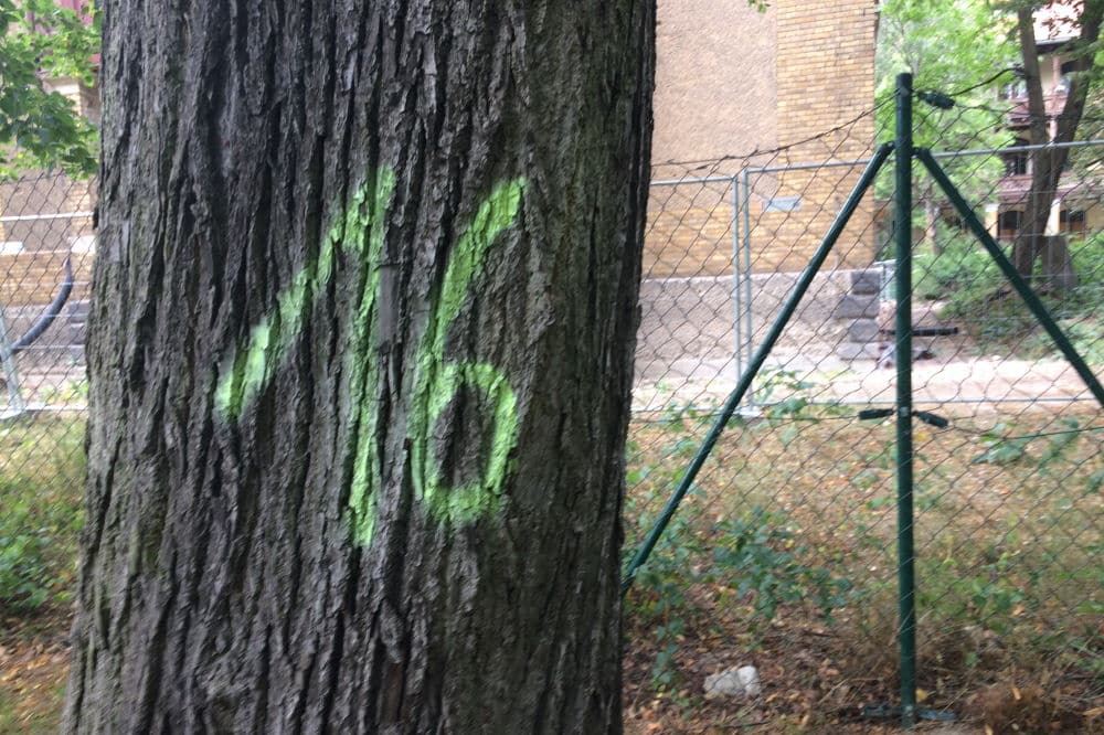 Gekennzeichneter Baum im Baufeld der Parkstadt Dösen. Foto: L-IZ