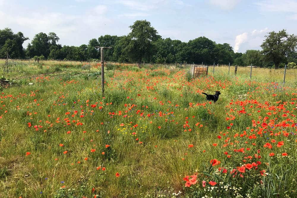 Blühfläche bei Dreiskau-Muckern. Foto: Stephan Schürer