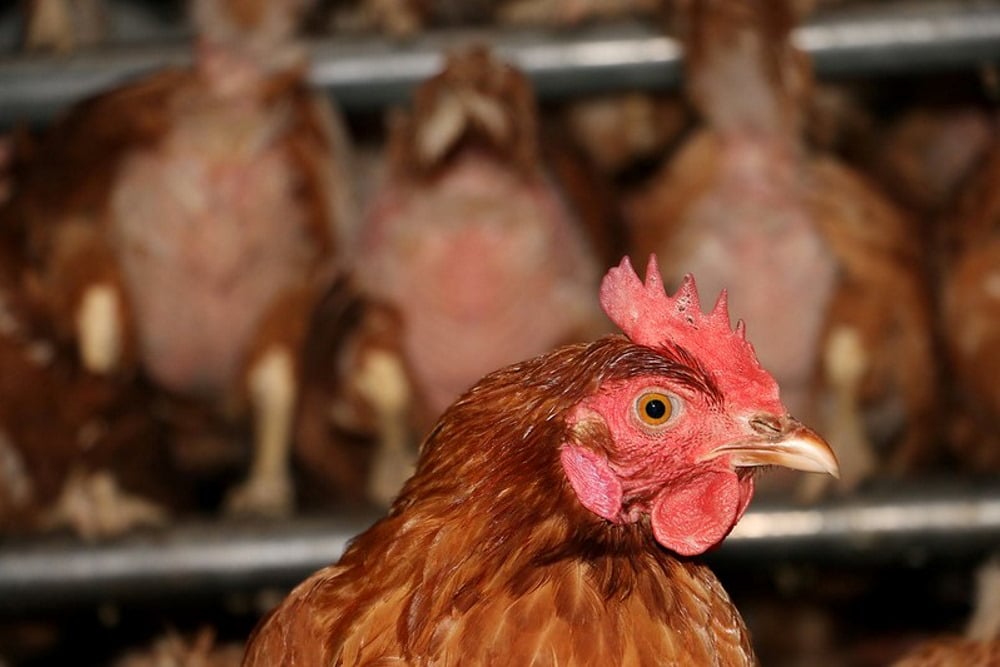 Huhn in der Eierproduktion. Foto: ARIWA