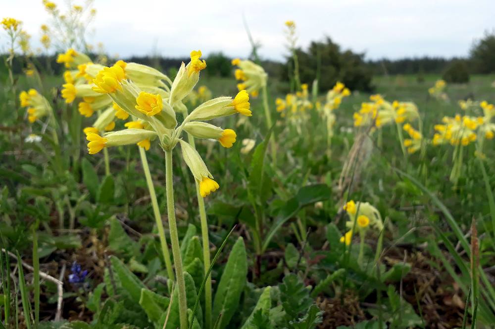 Die Echte Schlüselblume ist Gegenstand des neuen Bürgerforschungsprojekts. Foto: Tsipe Aavik