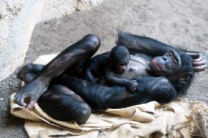 Bonoboweibchen Luiza mit ihrer Tochter © Zoo Leipzig