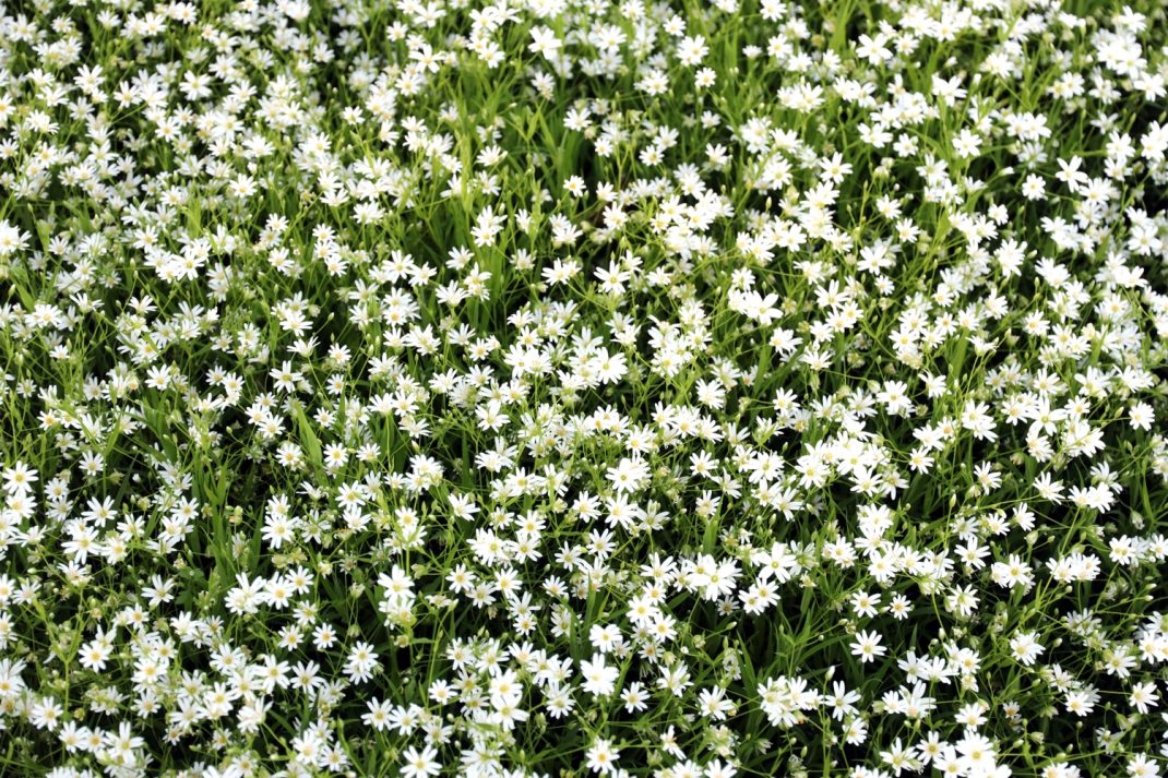 Blumen Natur bei Leipzig. Foto: Michael Freitag