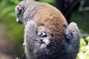 Kronenmakizwillinge Dylan und Daria mit Mutter Amber © Zoo Leipzig