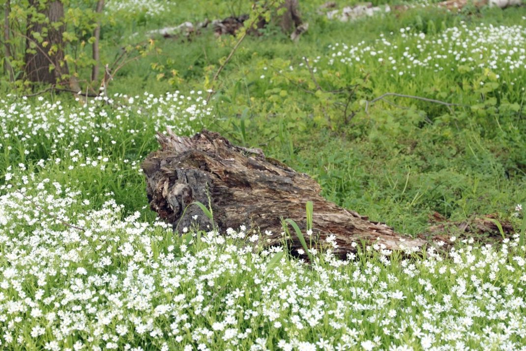 Natur mit Totholz. Foto: Michael Freitag