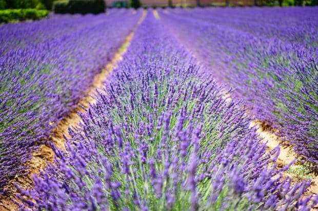 Lavendel – Grundbaustein in der Parfumerie. Foto: Hans Braxmeier / pixabay