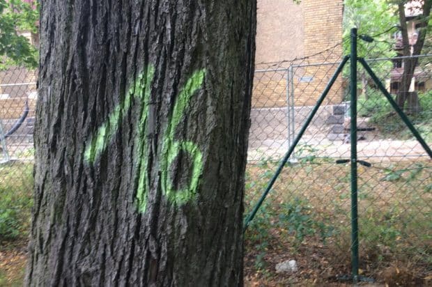 Nummerierter Altbaumbestand im einstigen Klinikgelände. Foto: LZ