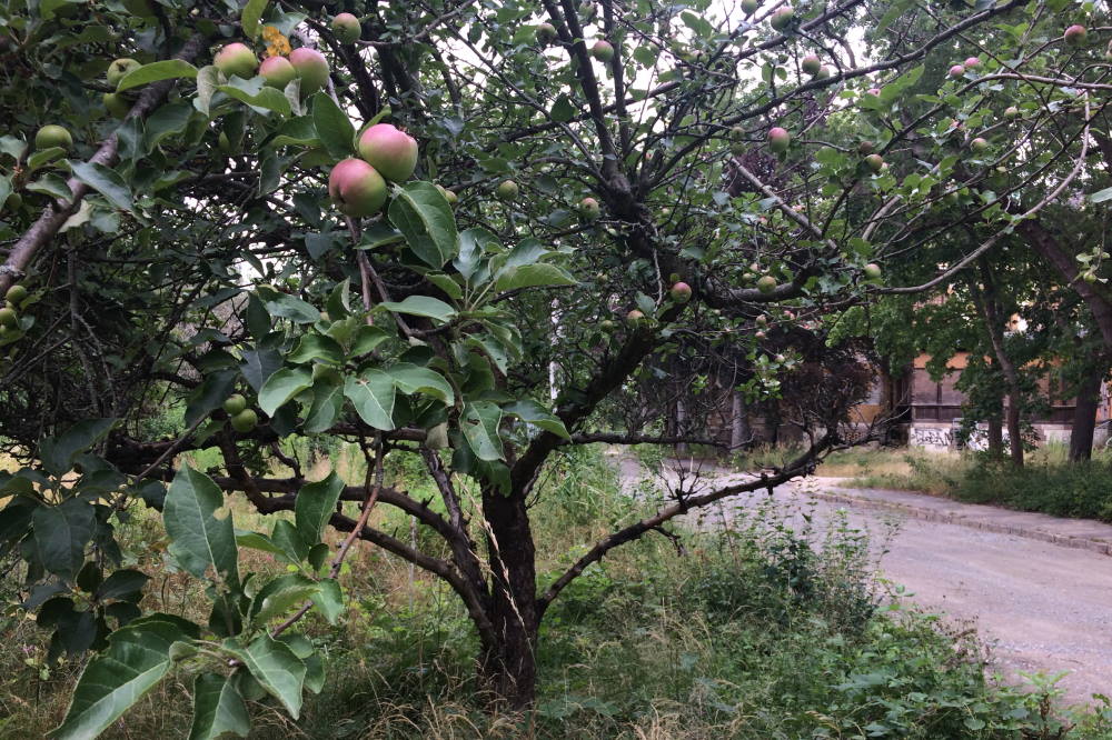 An der Streuobstwiese neben der Parkstadt. Foto: L-IZ