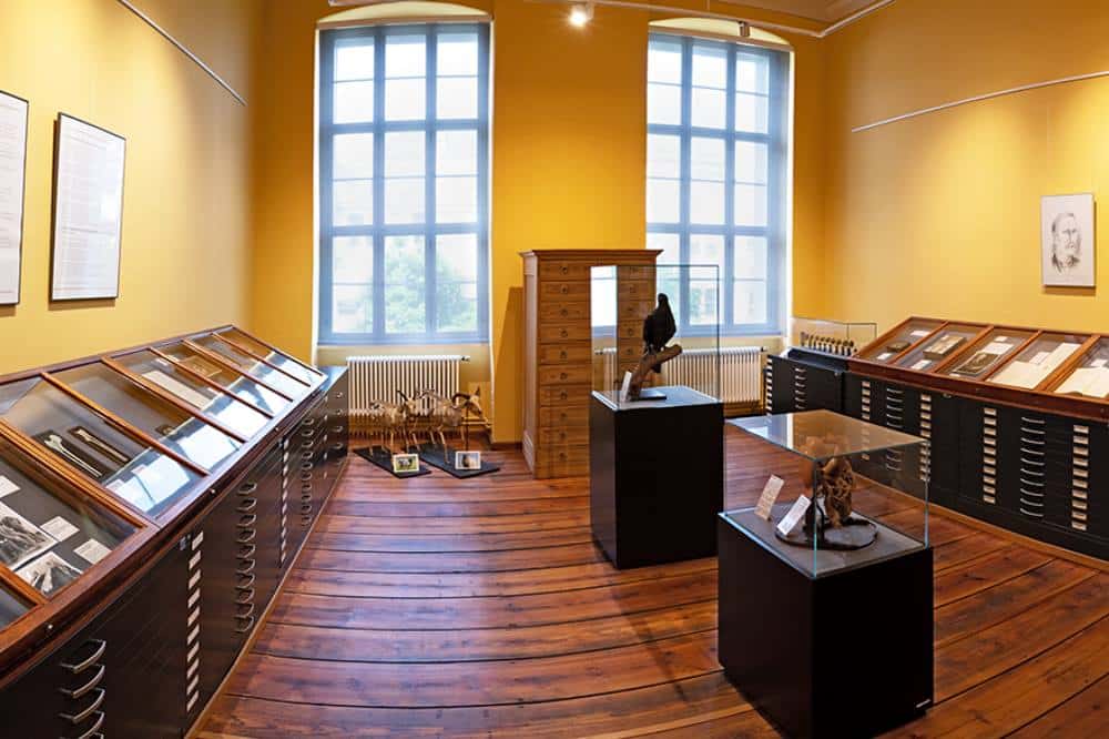 Einblick in die neue Ausstellung im Kupferstichkabinett. Foto: Universitätsmedizin Halle (Saale)