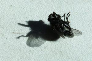 Das Insektensterben geht weiter. Foto: Ralf Julke