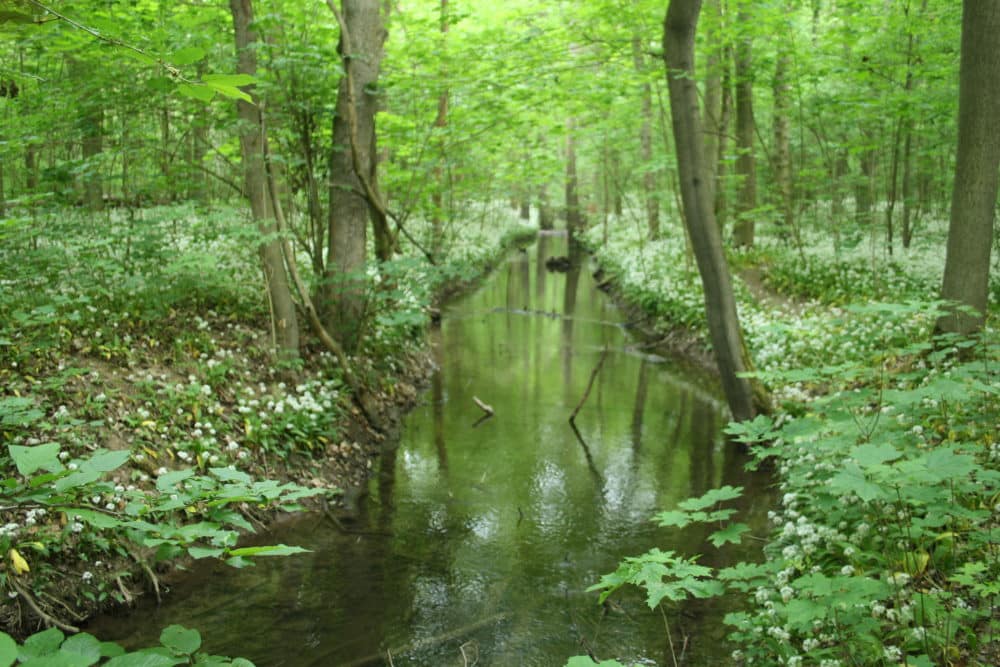 An der Paußnitz im südlichen Auwald. Foto: Ralf Julke