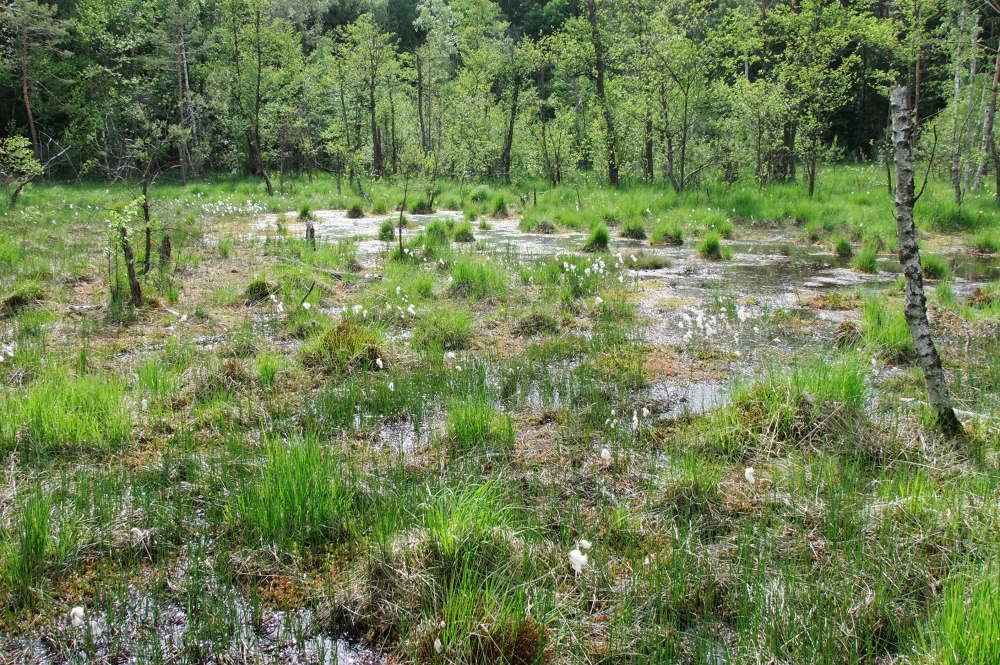 Moore, so auch das FFH-Gebiet „Moorwaldgebiet Großdittmannsdorf“, leisten einen wichtigen Beitrag zum Erhalt der Artenvielfalt und für den Klimaschutz, denn sie sind die effektivsten Kohlenstoffspeicher aller Landlebensräume. Foto: Matthias Schrack/NABU Großdittmannsdorf