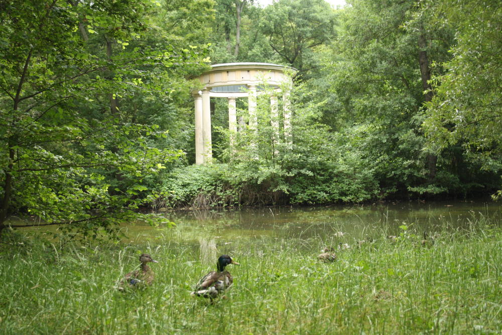 Teich im Abtnaundorfer Park mit Monopteros und gut gefütterten Enten. Foto: Ralf Julke