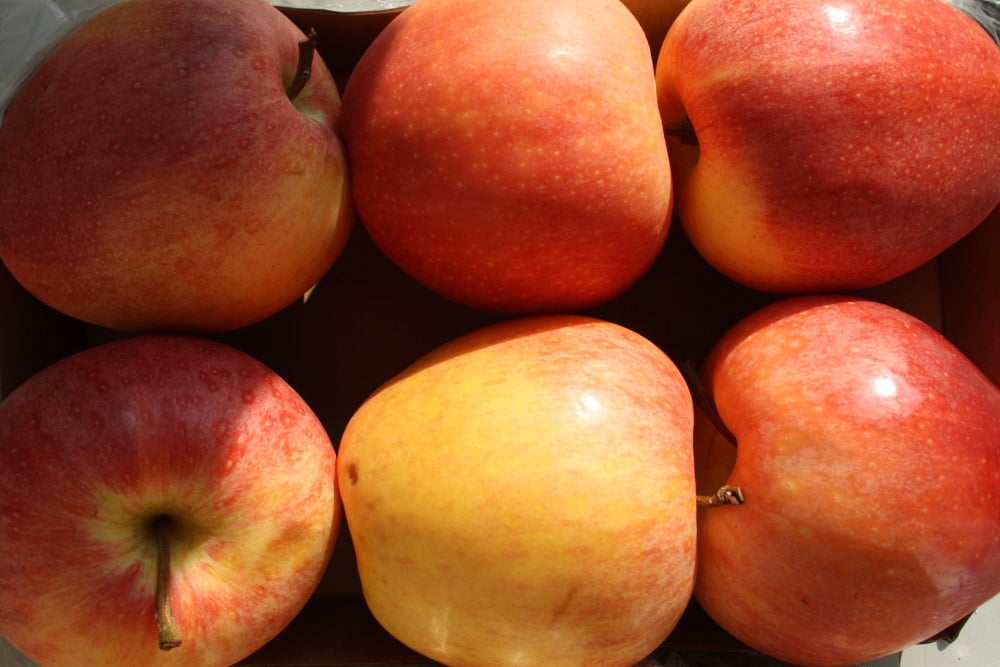 Äpfel aus der Sortiermaschine. Foto: Ralf Julke