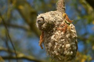 In Deutschland vom Aussterben bedroht: Beutelmeise in ihrem namensgebenden Nest, fotografiert am Werbeliner See. Foto: Erik Eckstein