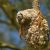 In Deutschland vom Aussterben bedroht: Beutelmeise in ihrem namensgebenden Nest, fotografiert am Werbeliner See. Foto: Erik Eckstein