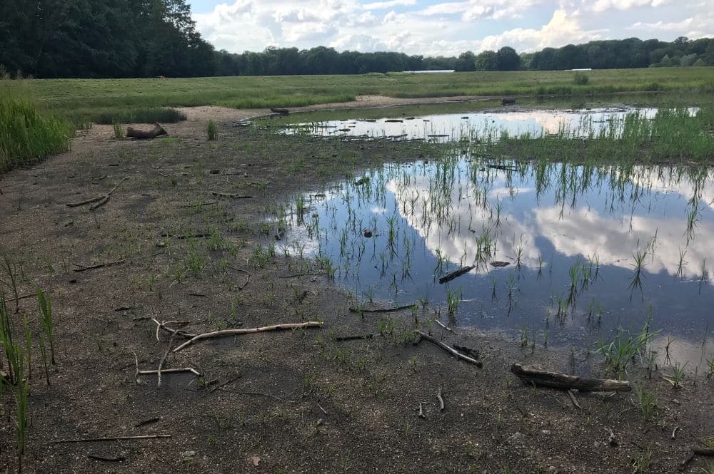Ein bisschen Wasser im Rosentalteich. Foto: Michael Freitag