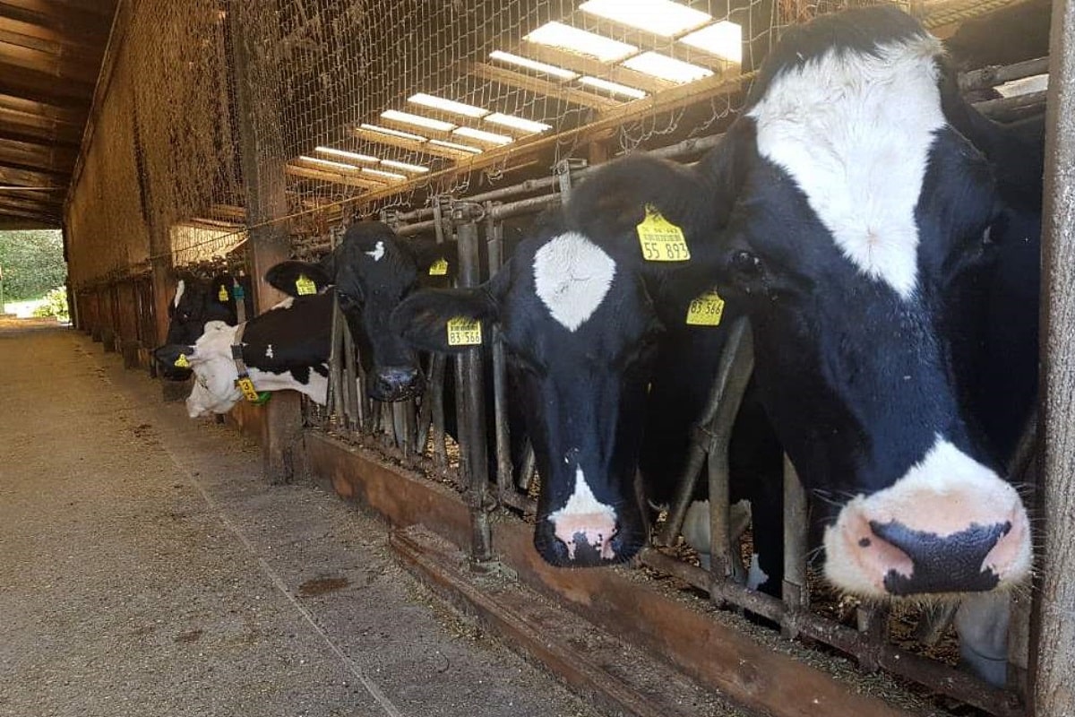 Blauzungenkrankheit-vom-Serotyp-8-bei-einem-Rind-in-Sachsen-festgestellt