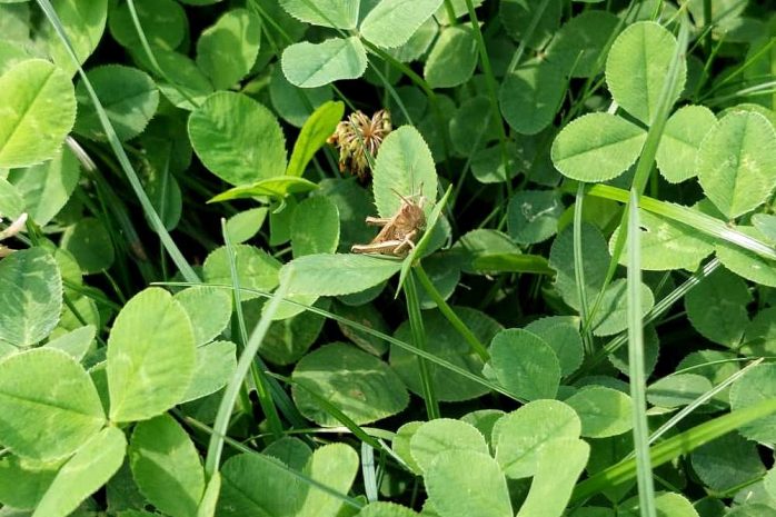 Blumen Insekten Garten Klee