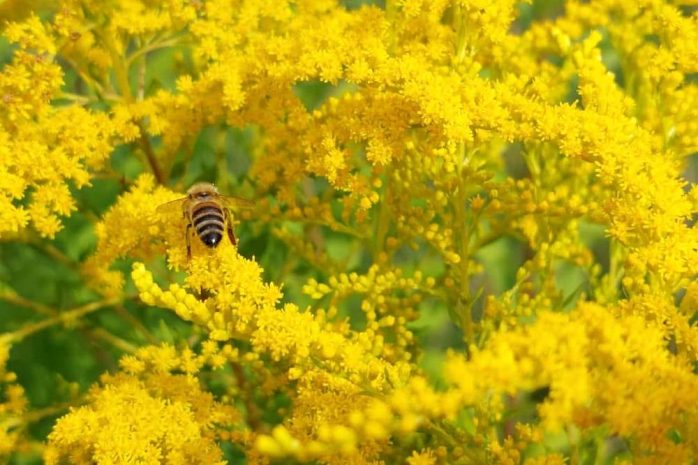 Blumen Insekten Garten