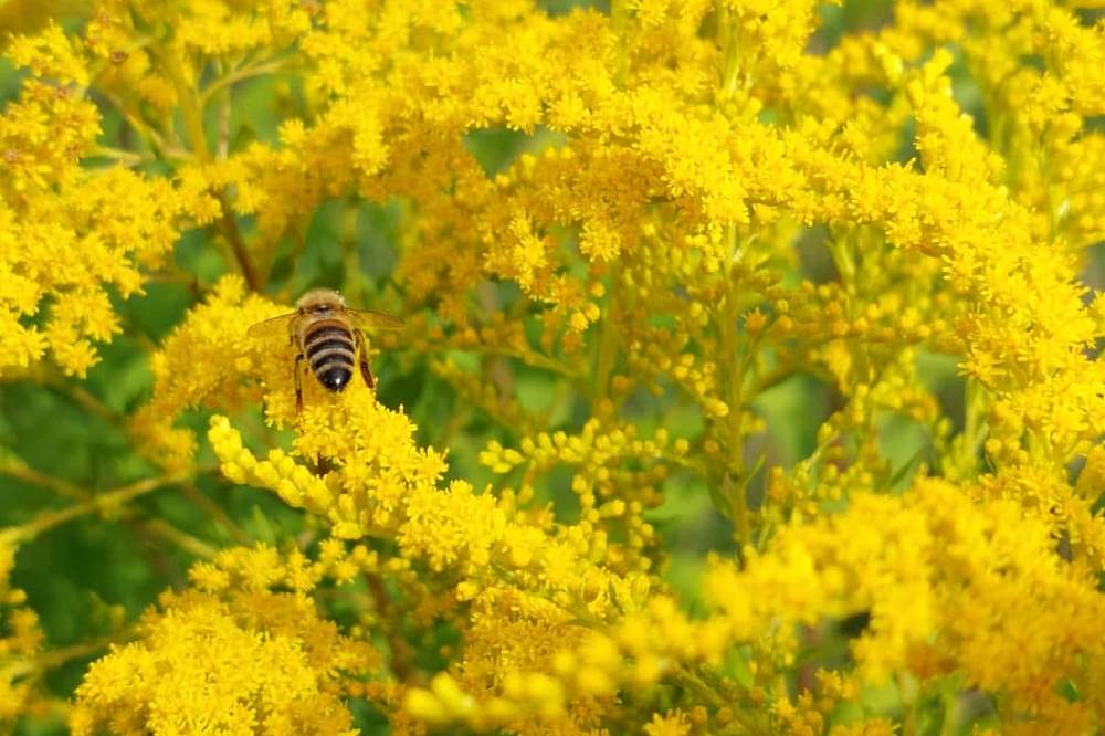 Blumen Insekten Garten
