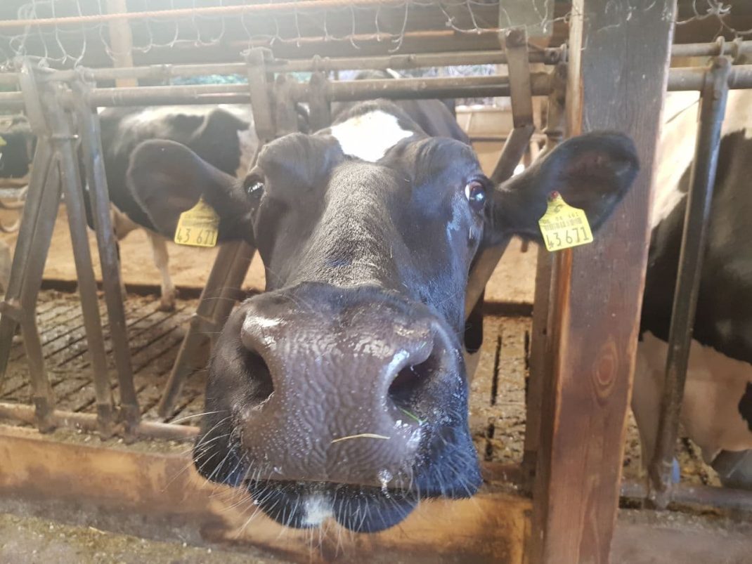 Sie wird nie im Leben einen Verdienstorden bekommen. Foto: Marko Hofmann