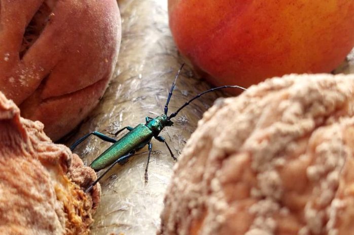 Blumen Insekten Garten Obst