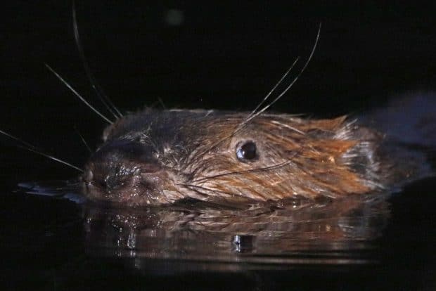 Biber im Wasser. Foto: Sven Möhring Landratsamt Landkreis Leipzig
