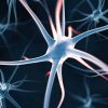 Künstliche Intelligenz soll jetzt helfen, verschiedene Verhaltensweisen und Reize aus den Signalen vieler Gehirnregionen zu entschlüsseln. Foto: shutterstock