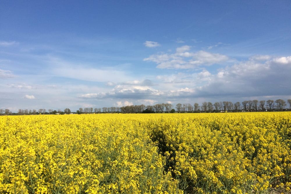 Schön gelb - aber monoton: Rapsfeld bei Leipzig. Foto: LZ