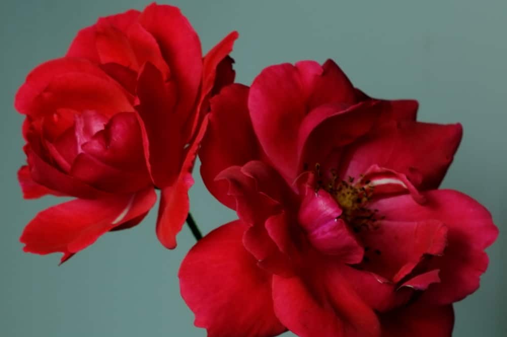 Gabriella Hirst: Garten als Weltbild (Ausschnitt). Foto: D21