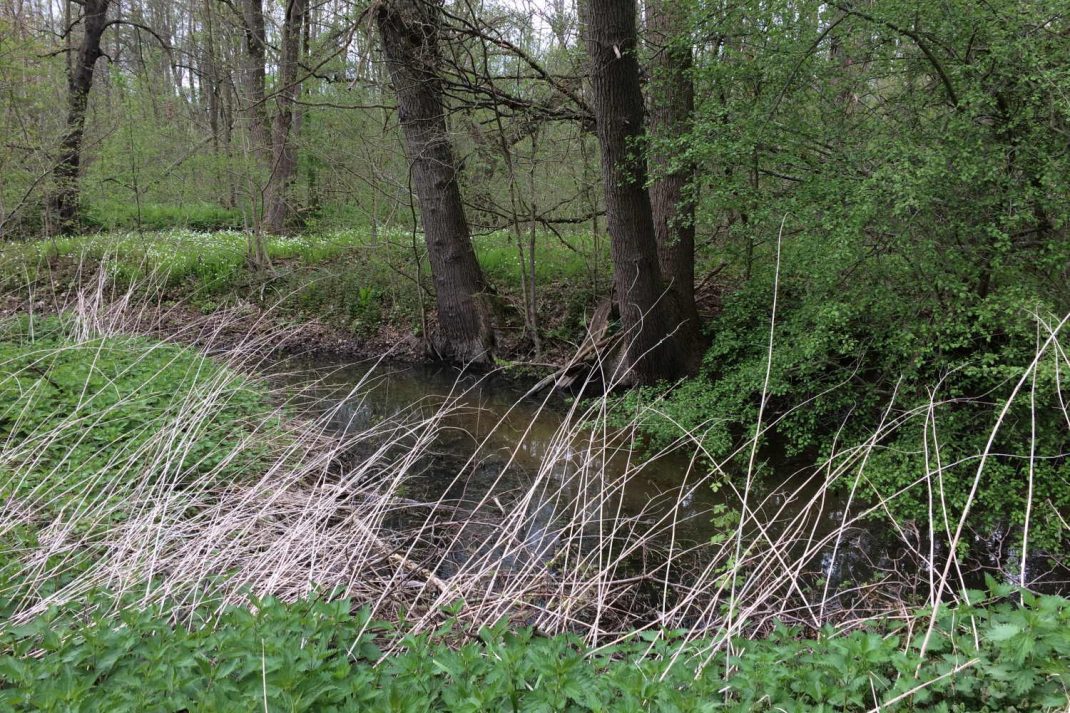 Einer der vielen Altarme der Luppe im Leipziger Auensystem. Foto: LZ