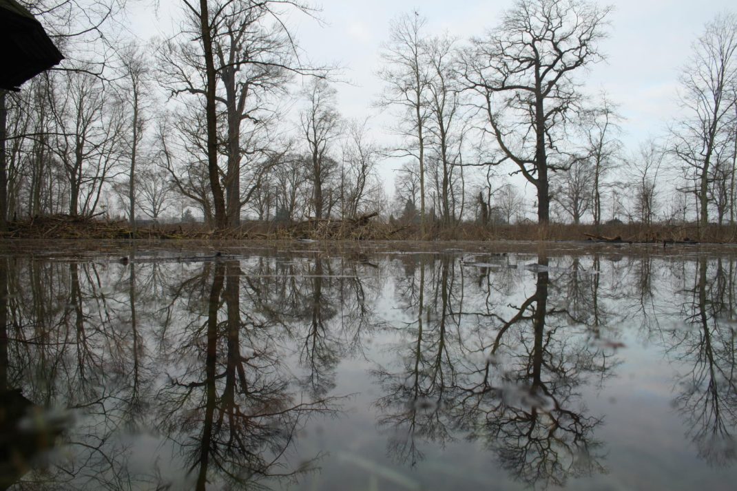 Künstliche Überschwemmung im südlichen Leipziger Auwald. Archivfoto: Ralf Julke