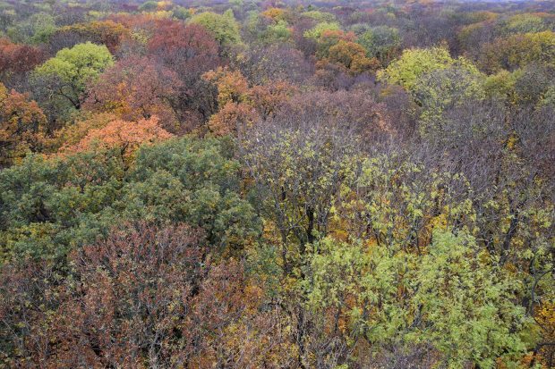 Blick vom Leipziger Auwaldkran im Herbst 2018. Die unterschiedlich gefärbten Baumkronen zeigen den hohen Baumartenreichtum des Auenwaldes. Foto: Rolf A. Engelmann