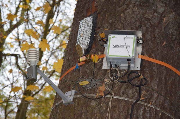 Messung des Saftstroms an einem Baumstamm im Leipziger Auenwald. Foto: Rolf A. Engelmann