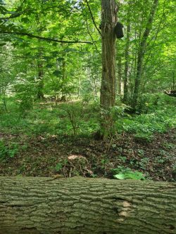 Der Fundort des seltenen Insekts im Naturschutzgebiet Burgaue (Leipziger Auwald, Sachsen). Foto: Lisa Hahn