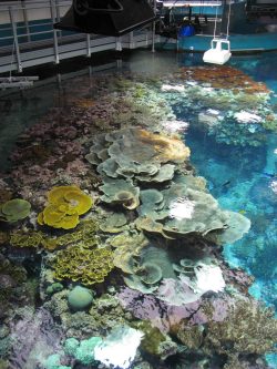 Das Korallenriff im Burger's Zoo. Foto: mediamixx
