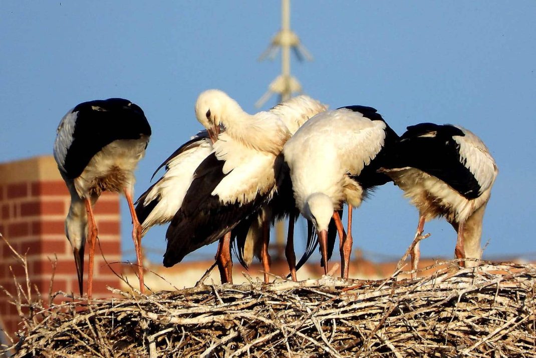 Die erfolgreiche Fünflingsbrut von Stehla. Die fünf Jungstörche sind inzwischen ausgeflogen. Foto: Uwe Seidel