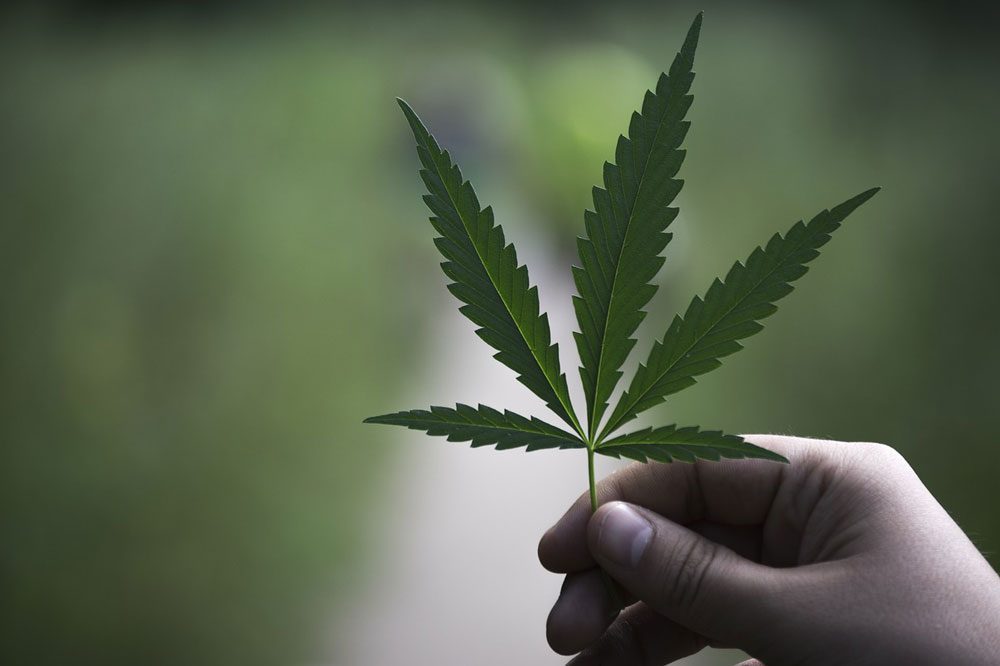 Hanfpflanze in Nahaufnahme.