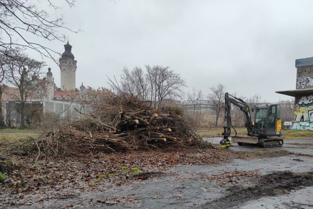 Die Fällarbeiten gingen am 25. Januar 2022 weiter. Foto: NABU Leipzig