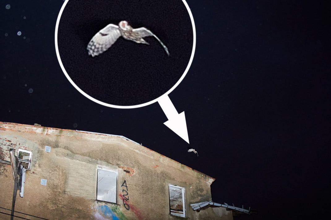 Waldkauz, gesichtet am Bürgerbahnhof Plagwitz. Foto: Nikolas Kammerer