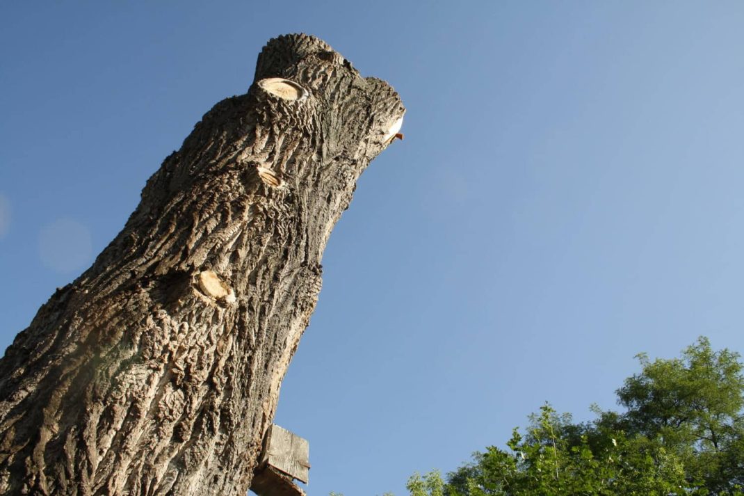 Die Stadt gibt keine Zahlen zu Ausnahmegenehmigungen fürs Bäumefällen heraus. Foto: Ralf Julke