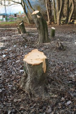 Baumstümpfe nach Baufeldfreimachung. Foto: Ralf Julke