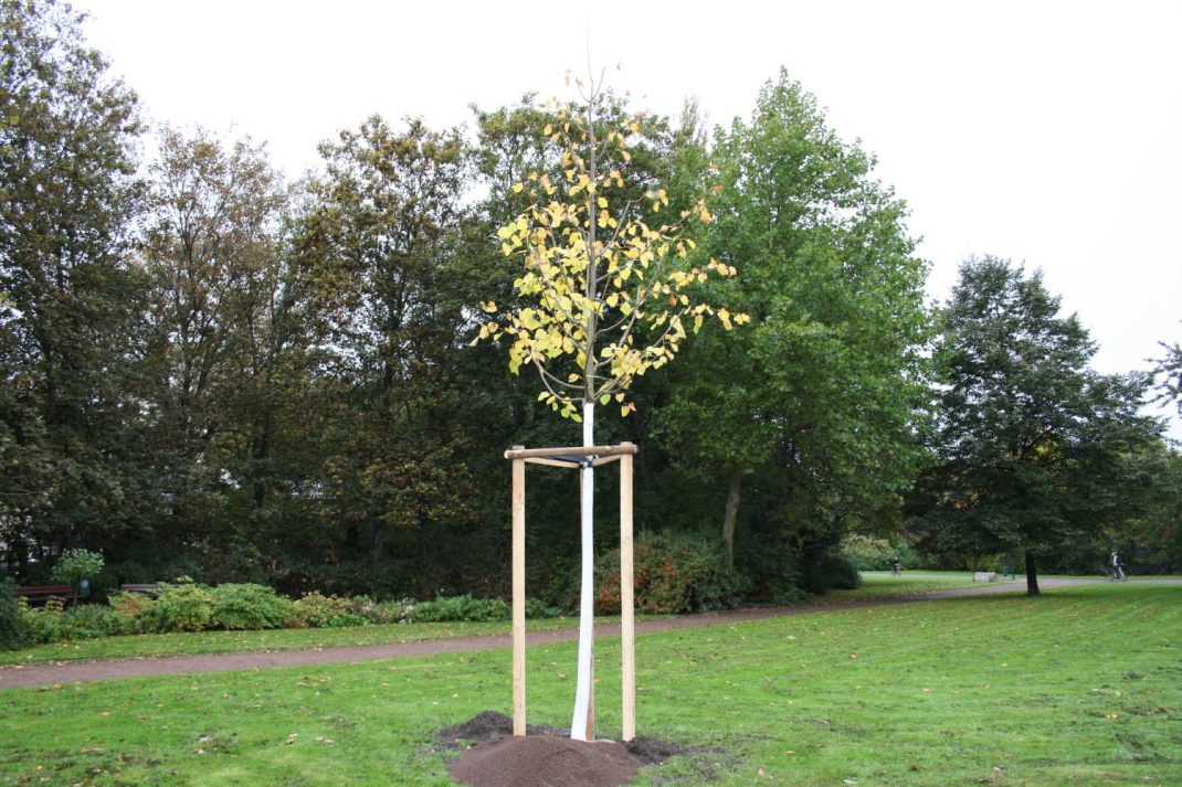 Baumpflanzung im Skulpturenpark. Foto: Ralf Julke