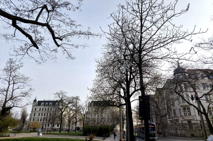 Der Plastikbaum am Nordplatz. Foto: LZ