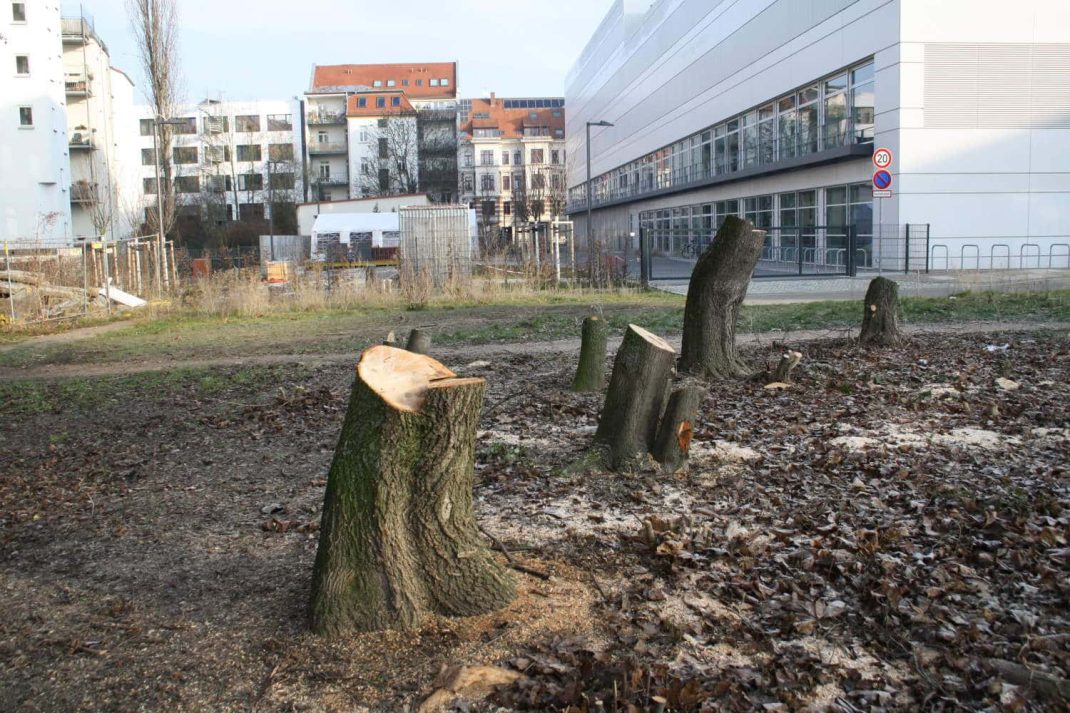 Gefällter Baumbestand. Archivfoto: Ralf Julke